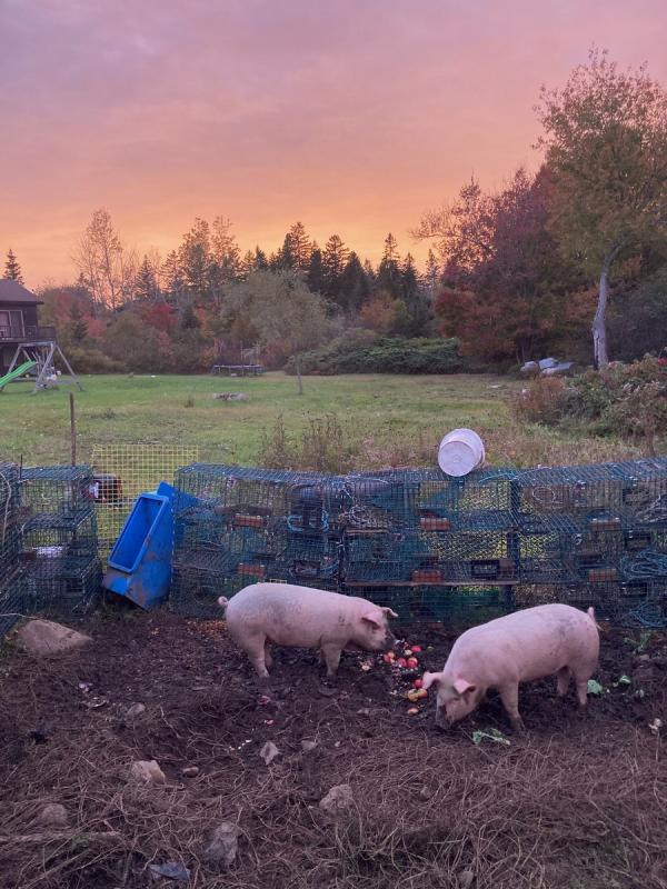 First place Student category: “Island Pigs” by Helen Davis. Courtesy of MPS