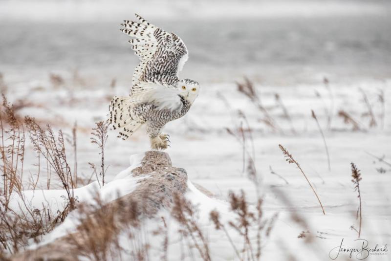 This showy snowy owl mesmerized photographer Jennifer Bechard of Hallowell and went on to have the same effect on Maine Photography Show juror Reid Callanan, who named it Best of Show. Courtesy of Jennifer Bechard Jennifer Bechard - Hallowell, ME