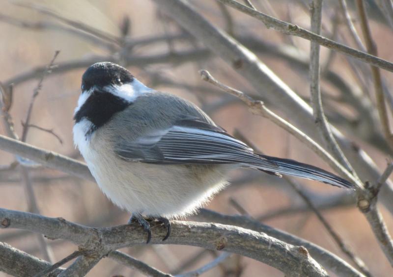 Five Easy-to-Learn Wild Bird Sound Imitations | Wiscasset Newspaper