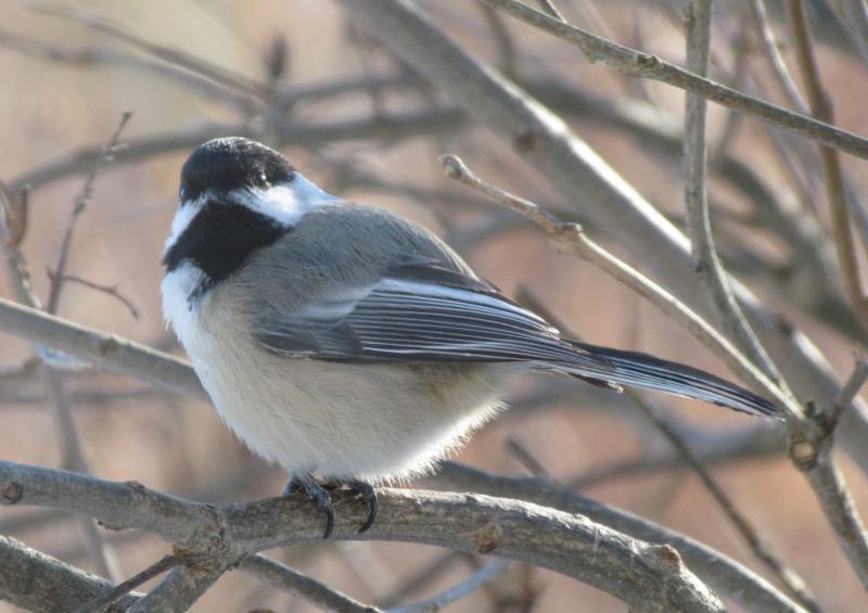 Five Easy-to-Learn Wild Bird Sound Imitations | Wiscasset Newspaper Five Easy-to-Learn Wild Bird Sound Imitations | Wiscasset Newspaper