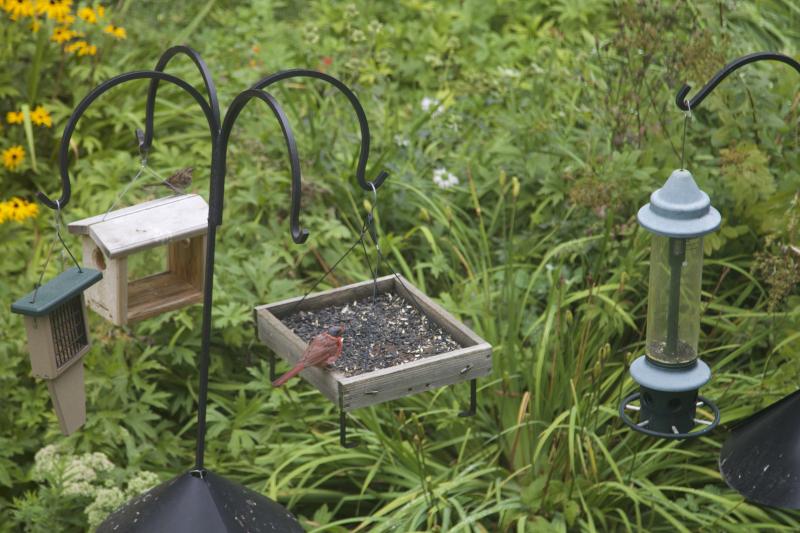 Despite their appearance, bald birds are not in pain during their baldness. Photo courtesy of Collin Sheehan. #bald-birds, #bird-column, #birds, #Jeff and Allison Wells, #Boothbay-Register