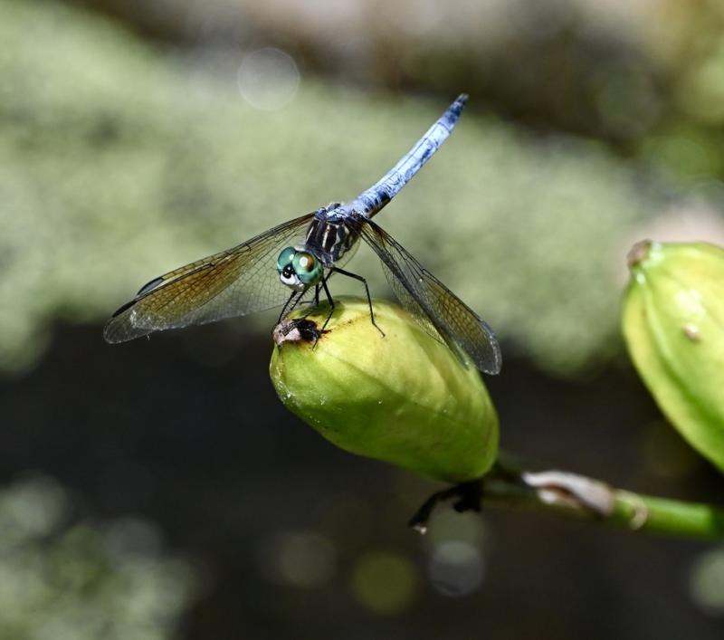 Blue dasher. Stephanie Morrison photo