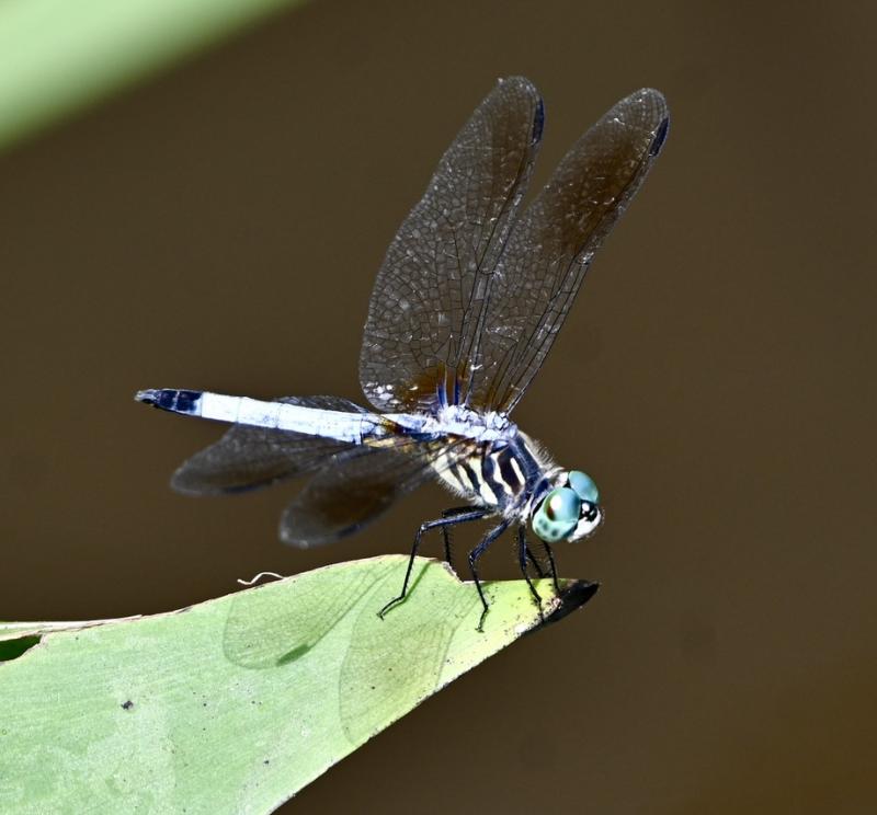 Blue dasher. Stephanie Morrison photo