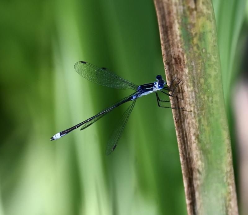 Blue fronted dancer. Stephanie Morrison photo