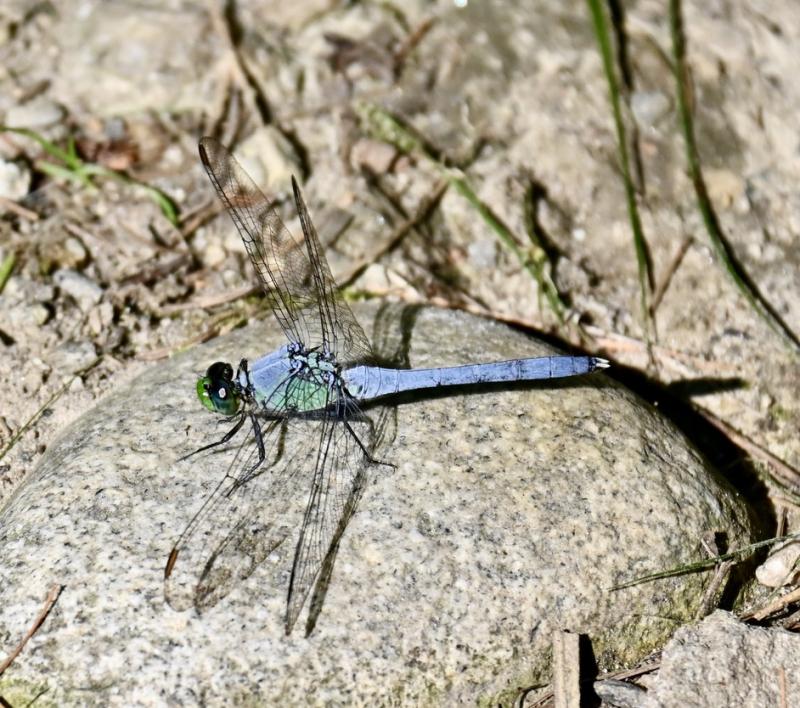 Eastern pondhawk. Stephanie Morrison photo