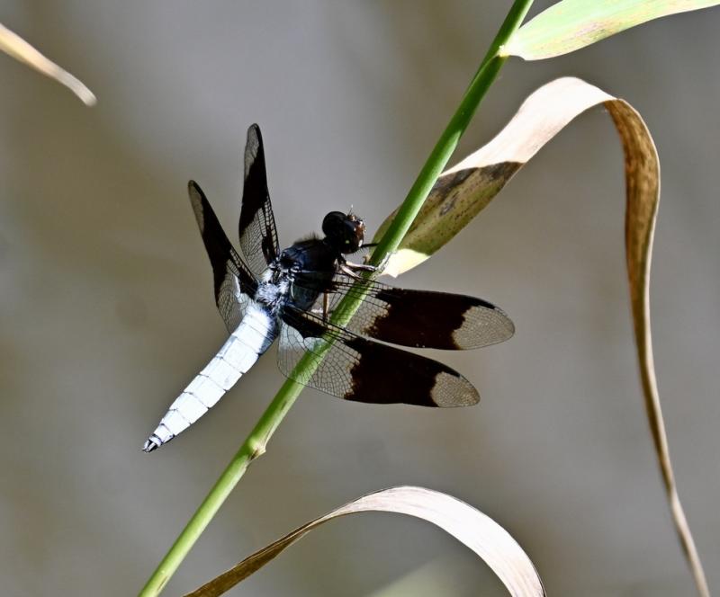 Eight spotted skimmer. Stephanie Morrison photo