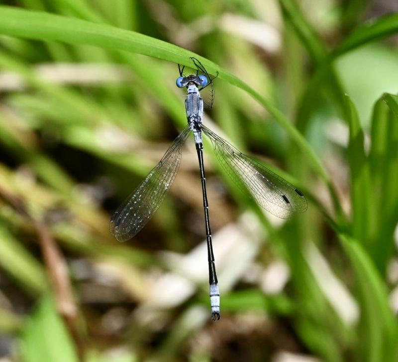 Narrow winged damselfly. Stephanie Morrison photo