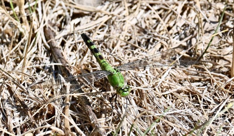 Pondhawk. Stephanie Morrison photo