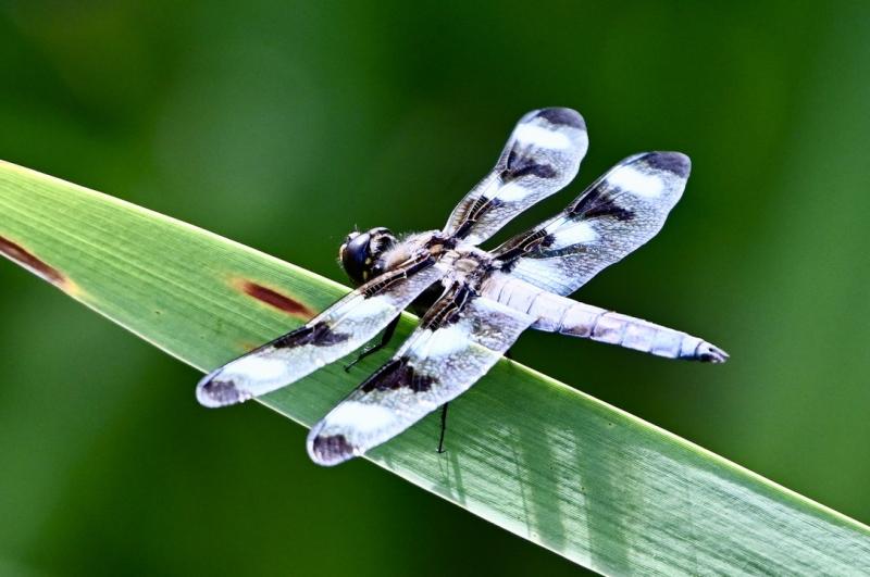Twelve spotted skimmer. Stephanie Morrison photo