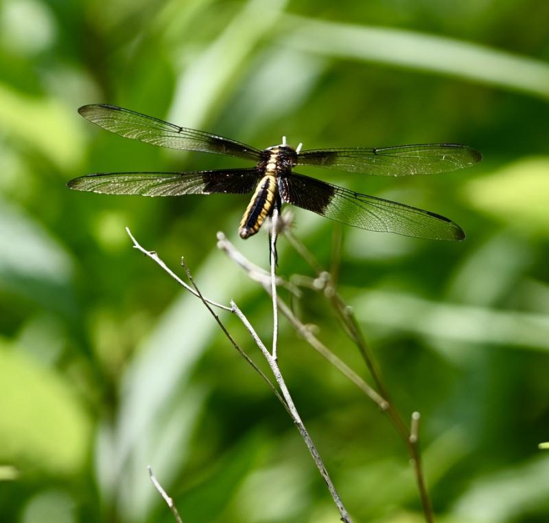 Widow skimmer. Stephanie Morrison photo