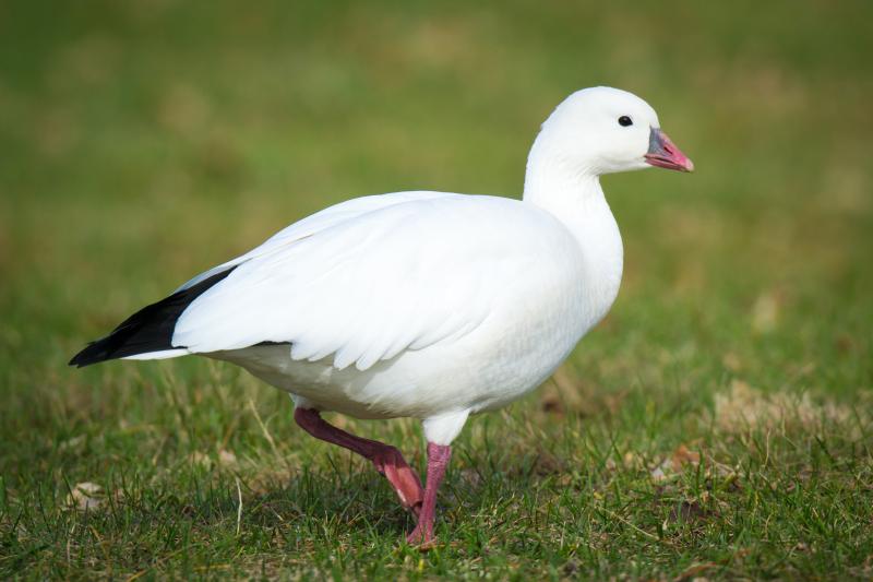 #bird-column, #Jeff and Allison Wells, #Boothbay Register, #Maine, #ross’s goose, #birds