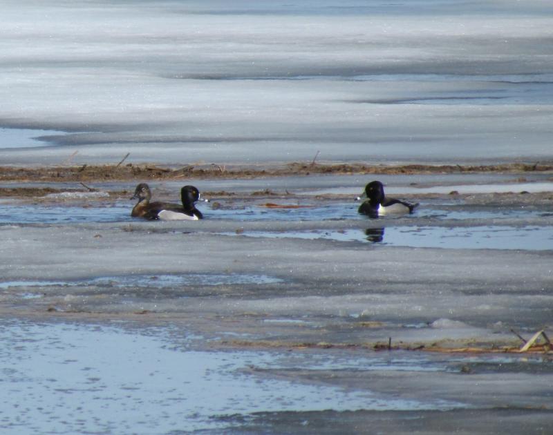 Ring-necked ducks normally begin arriving in Maine in March and April, showing up in open areas along the edges of lakes and ponds as these ones did on Cobbosseecontee Lake in Monmouth in April of 2017. Courtesy of Jeff Wells #bird-column, #Jeff and Allison Wells, #boothbay register, #ring-necked ducks, #kennebec river, #climate change