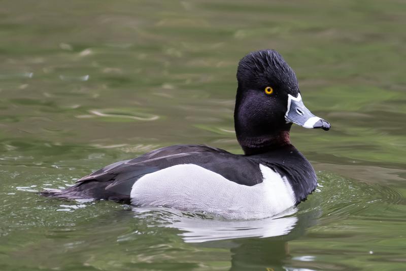With their dark head, chest, and back, gray sides and white stripe around the bill, drake ring-necked ducks are striking and elegant birds. Photo by Becky Matsubara courtesy of Wikimedia Commons #bird-column, #Jeff and Allison Wells, #boothbay register, #ring-necked ducks, #kennebec river, #climate change
