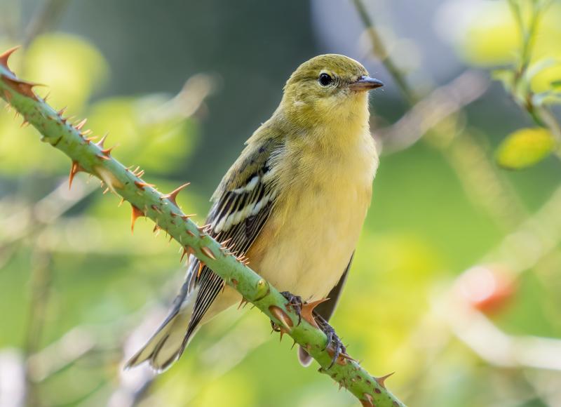 Bay-breasted warblers make the long journey from Canada and the northeastern U.S. where they breed to Central America for the winter, many passing through Maine. No wonder they were caught on the lobsterman’s video! Photo by Rhododendrons, courtesy of Wikimedia Commons.
#bird-column, #hurricane-lee, #jeff and allison wells, #maine, #birds, #lobsterman, #boothbay register, bay-breasted warbler