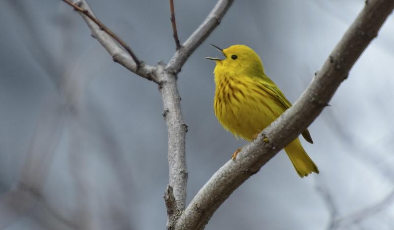 #bird-column, #Jeff and Allison Wells, #birds, #boothbay register, #maine, #wiscasset newspaper, #yellow warbler