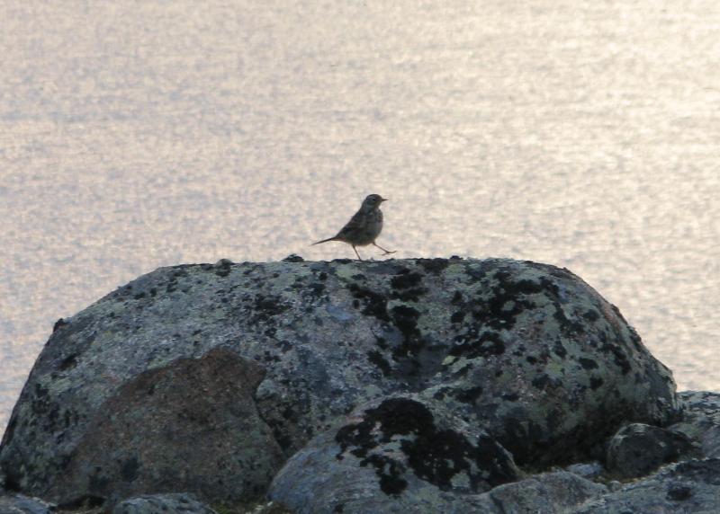 Pipits often can be seen walking around with their rather large-looking feet, as this one was doing in the barren lands near the George River of Northern Quebec, where they nest. Photo by Jeff Wells. #bird-column, #jeff and allison wells, #boothbay register, #penbay pilot, #birds, #maine, #american pipit