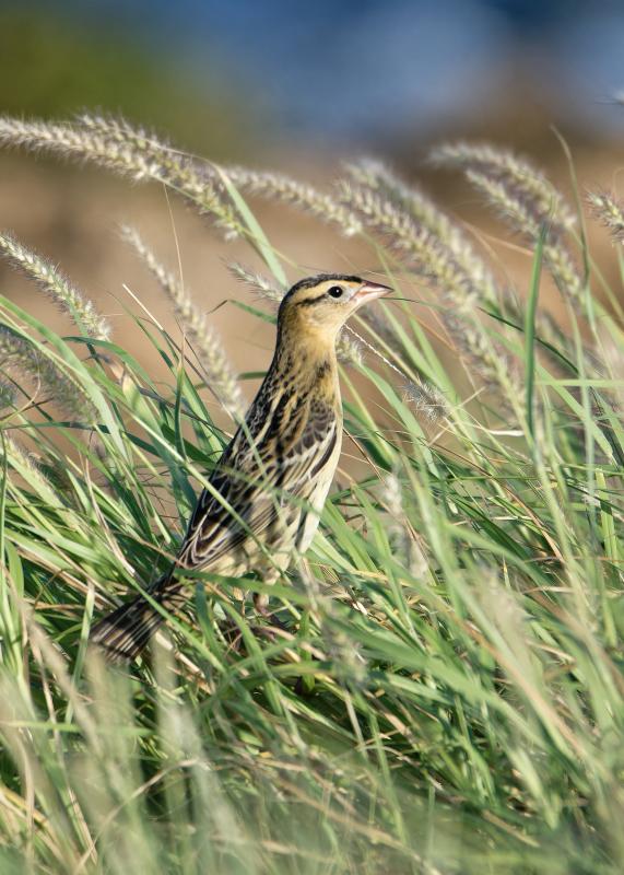 In fall migration, male, female, and immature birds are don a brown, streaky inconspicuous "costumes." This one was found last week on Aruba, off the northern coast of South America, Courtesy of Michiel Oversteegen. #bird-column, #boothbay register, #jeff and allison wells, #birds, #maine, #halloween, #bobolink