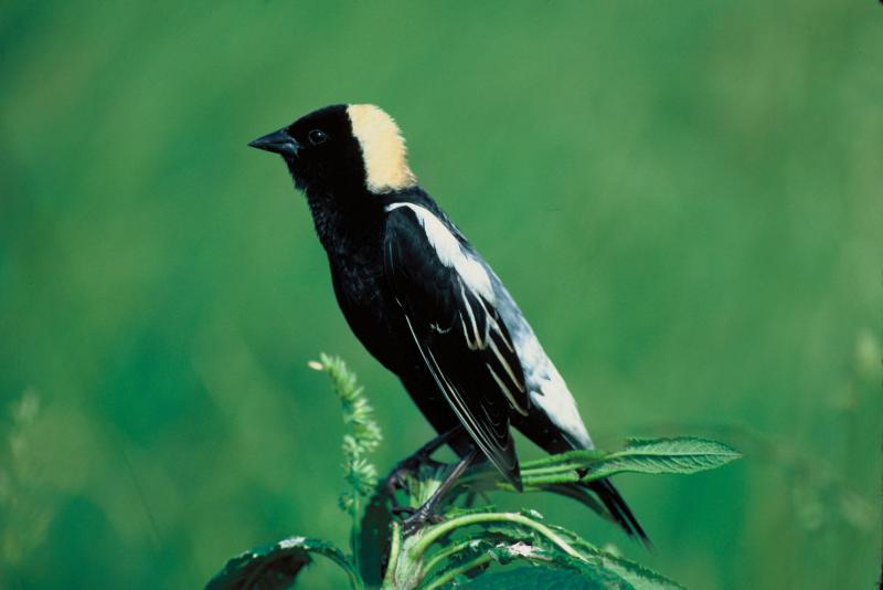 The male bobolink in breeding plumage is boldly patterned and very eye-catching to humans and probably to predators as well. Photo by S. Maslowski/USFWS. #bird-column, #boothbay register, #jeff and allison wells, #birds, #maine, #halloween, #bobolink