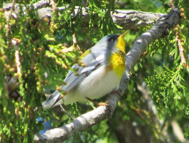 Northern parula was one of more than a dozen American migrant bird species that were blown off course to Britain and Ireland this fall by Hurricane Lee. Photo by Jeff Wells.
#bird-column, #Jeff and Allison Wells, #birds, #maine, #boothbay register, #blocker, #hurricane lee, northern parula
