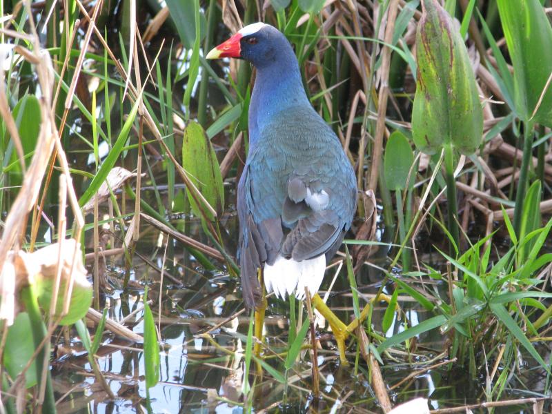 Adult purple gallinules are considered by most who see them as quite spectacular. This was one that we enjoyed up close and personal in central Florida a few years ago. Courtesy of Jeff and Allison Wells. #bird-column, #boothbay register, #jeff and allison wells, #birds, #maine, #halloween, #purple gallinule