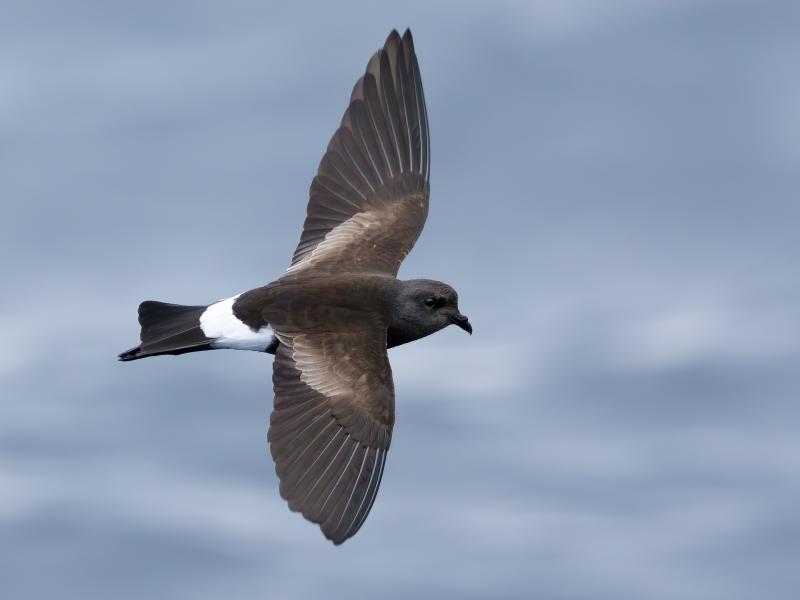 Wilson's storm-petrels are seen regularly on whale-watching excursions off the Maine from June through August and sometimes can even be seen from shore by sharp-eyed observers. Photo by JJ Harrison courtesy of Wikimedia Commons. #bird-column, #Jeff and Allison Wells, #boothbay register, #birds, #maine, #wilson’s storm-petrel