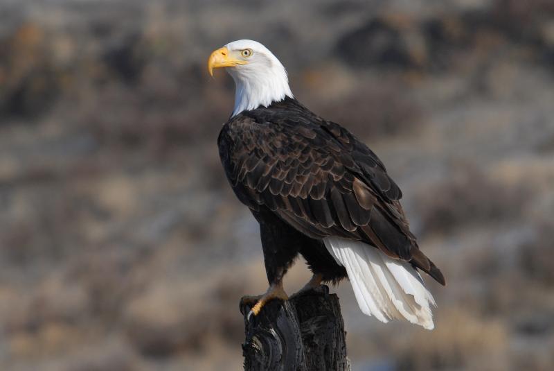Christmas Bird Counts have well documented the amazing increase in bald eagle populations that resulted from focused conservation efforts over the last half century. Photo by USFWS Pacific Southwest Region, courtesy of Wikimedia Commons. #bird-column, #christmas bird count, #jeff and allison wells, #maine, #birds, #boothbay register, #bald eagle