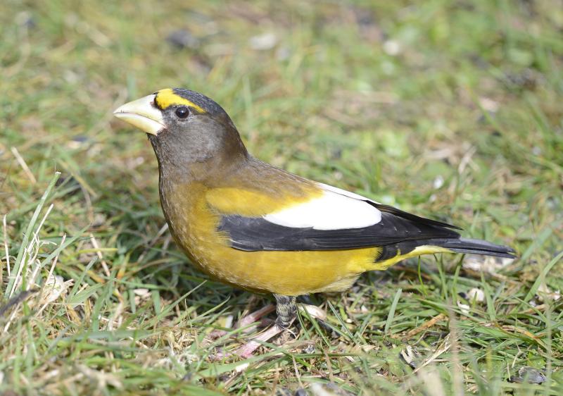 Evening grosbeaks were counted in strong numbers on Maine Christmas Bird Counts in the 1970s but have greatly declined in abundance here and throughout their range. Photo by Vickie J. Anderson, courtesy Wikimedia Commons. #bird-column, #christmas bird count, #jeff and allison wells, #maine, #birds, #boothbay register, #evening grosbeak
