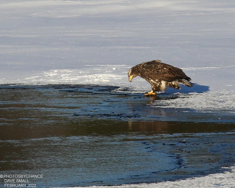 Look for bald eagles along the edge of the ice in Maine’s large rivers. Chances are, they’ll be looking for an opportunity to grab a free meal. Courtesy of Dave Small #bird-column, #Jeff and Allison Wells, #boothbay register, #birds, #maine, #Kennebec, #bald eagle