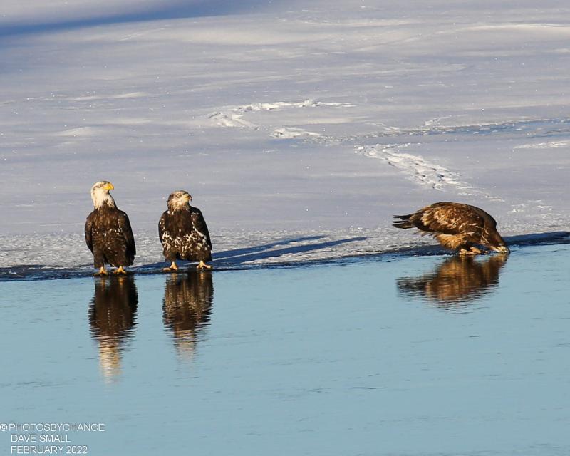 Bald eagles awaiting an opportune moment at the edge of the ice. Courtesy of Dave Small #bird-column, #Jeff and Allison Wells, #boothbay register, #birds, #maine, #Kennebec, #bald eagle