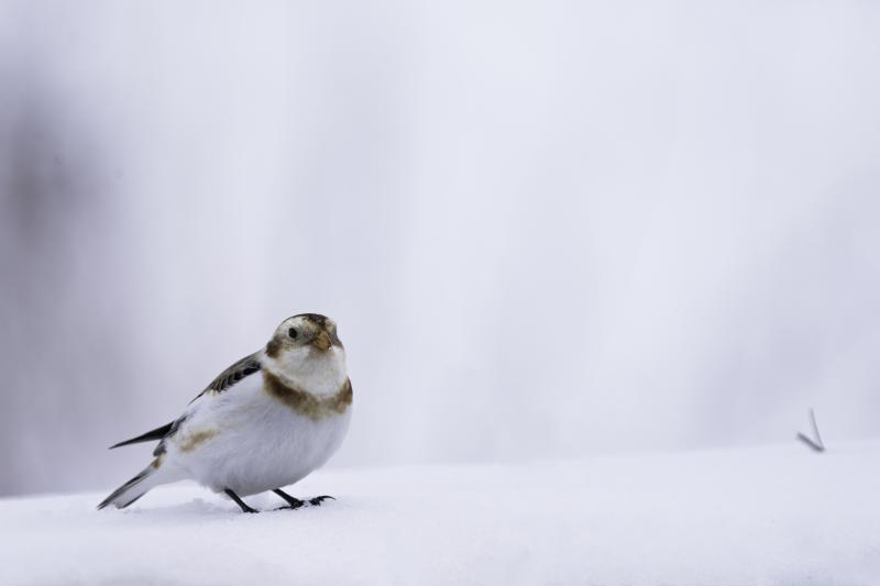 Snow buntings are often seen in and near snow, where their plumage makes them hard for predators to see. Photo by Lorie Shaull courtesy of Wikipedia Commons #bird-column, #boothbay register, #Jeff and Allison Wells, #snow buntings, #maine, #birds