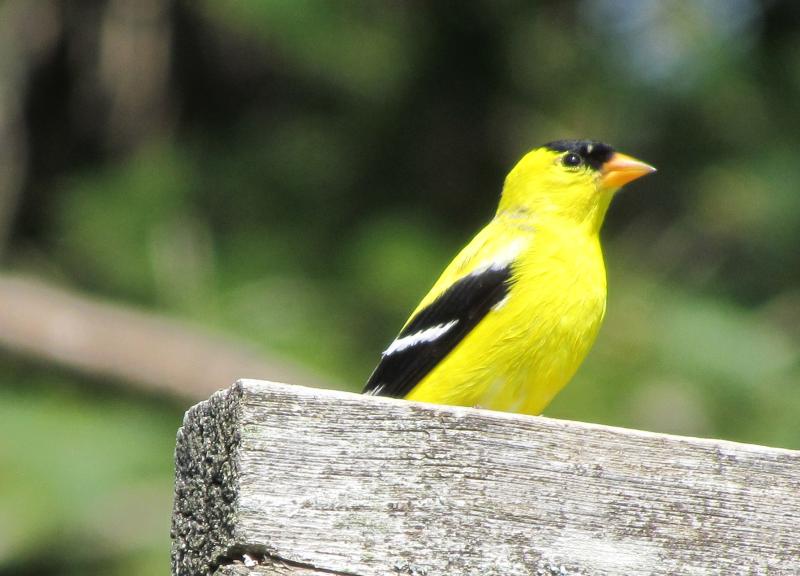 Male American goldfinch in breeding plumage, living up to its showy name. Courtesy of Jeff Wells #bird-column, #Jeff and Allison Wells, #boothbay register, #maine, #birds, #american goldfinch