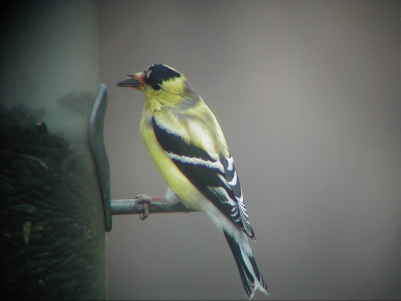 Male American goldfinches begin molting into their bright yellow breeding plumage as early as late February and early March, a sure sign of spring. Courtesy of Jeff Wells #bird-column, #Jeff and Allison Wells, #boothbay register, #maine, #birds, #american goldfinch