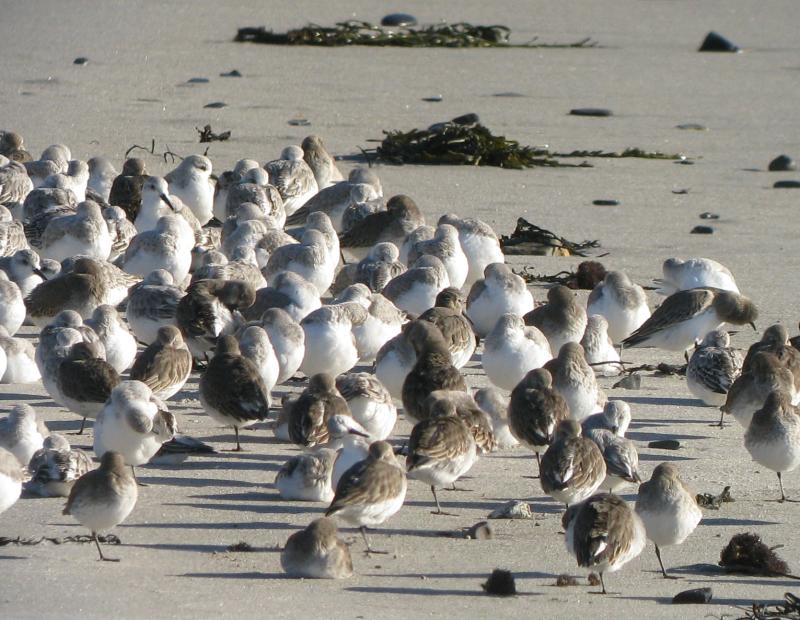 Shorebirds—like these sanderlings and dunlin on a Biddeford Pool beach—migrate in large flocks. Courtesy of Jeff Wells #bird-column, #birds, #maine, #jeff and allison wells, #boothbay register, #flocks, #shorebirds