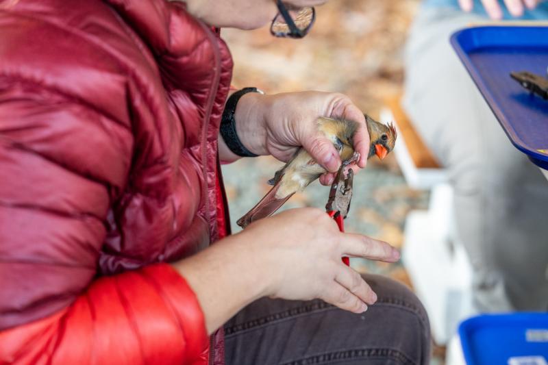 For more than 100 years, thousands of people have been affixing simple bands to the legs of birds in order to understand more about bird movements and answer other questions about their biology. Here, a bird bander is banding a northern cardinal. Courtesy of USGS For more than 100 years, thousands of people have been affixing simple bands to the legs of birds in order to understand more about bird movements and answer other questions about their biology. Here, a bird bander is banding a northern cardinal. (Photo USGS)