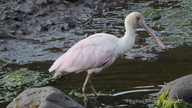 Pink birds don't occur in Maine often, but as of this writing, a roseate spoonbill is making a showing in Cutler, in Downeast Maine, about 1,200 miles from its breeding grounds in South Florida and along the Gulf Coast of Texas to western Louisiana. Courtesy of Ethan Whitaker
Pink birds don't occur in Maine often, but as of this writing, a roseate spoonbill is making a showing in Cutler, in Downeast Maine, about 1,200 miles from its breeding grounds in South Florida and along the Gulf Coast of Texas to western Louisiana. (Photo courtesy of Ethan Whitaker)