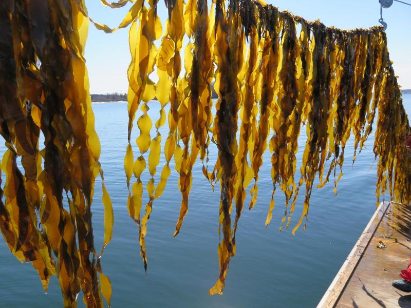 Kelp by Brittney Honisch: Saccharina latissima, or sugar kelp, growing at a Maine commercial kelp farm. Brittney Honisch photo Kelp by Brittney Honisch: Saccharina latissima, or sugar kelp, growing at a Maine commercial kelp farm. Brittney Honisch photo