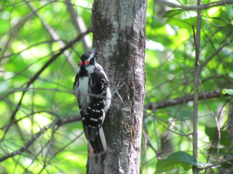 The hairy woodpeckers is always dominant to their smaller look-alike, the downy woodpecker. Courtesy of Jeff Wells