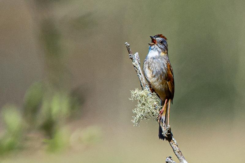 Several species of sparrow, such as this Swamp sparrow, can be spotted at Salt Bay Farm in Damariscotta. Photo courtesy of Walt Barrows 