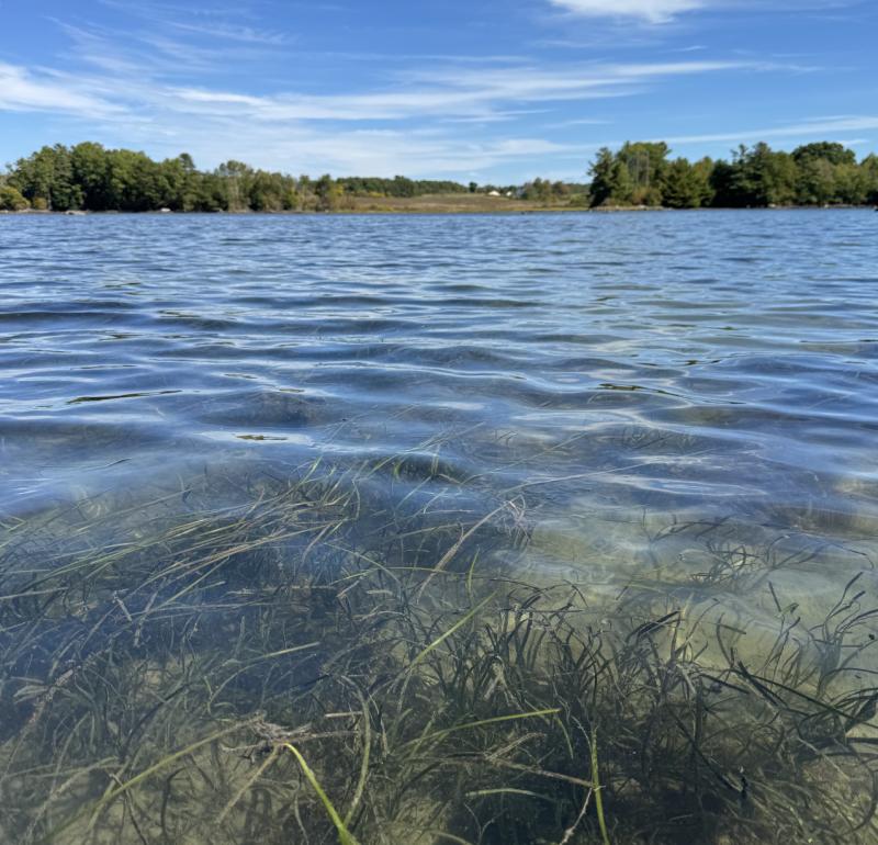 Beds of eelgrass wave gently in the current in Great Salt Bay. This humble plant plays an outsized role in storing carbon, reducing storm surge, and creating nursey habitat for fish and shellfish. Courtesy of Coastal Rivers