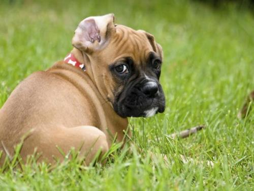 Dog Friendly Vacation Rentals Cottages