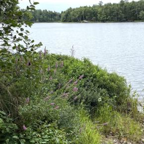 A small patch of purple loosestrife on Knickerbocker Lake in Boothbay. FRITZ FREUDENBERGER/Boothbay Register