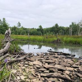 Some of the variety property monitors can expect to encounter, like Pickerelweed blooms in the expansive wetland at Midcoast Conservancy’s EarthSong Sanctuary, in Somerville and Washington, Maine.