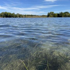 Among other benefits, eelgrass meadows such as this one in Great Salt Bay help stabilize sediment, filter water, and provide a safe nursery ground for fish and shellfish. Courtesy of Coastal Rivers