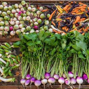 Veggies to Table vegetables. Kelsey Kobik photo