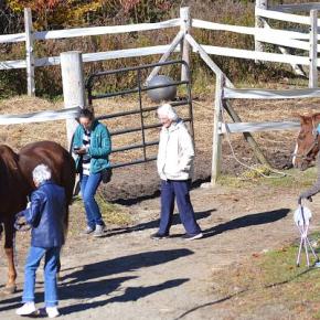 Village residents visit the horses in the lower paddocks at Burke's Island Farm on Friday, Oct. 23 with employee Ella Watts. KEVIN BURNHAM/Boothbay Register