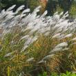 Ornamental grasses add beauty and drama to the landscape, no matter what the season. Courtesy of Barbara Freeman, Coastal Maine Botanical Gardens, Boothbay