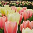 The deadline for ordering the varieties of bulbs that spring to life each year at Coastal Maine Botanical Gardens has been extended to mid-September. Courtesy of William Cullina
