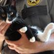 This kitten is now in the custody of jail employee employee Kyle Canada, Two bridges regional jail, wiscasset
