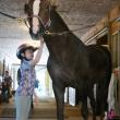 Caroline Cadorette grooms Ellie. SUSAN JOHNS/Wiscasset Newspaper