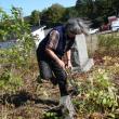 Lincoln County Community Development Director Mary Ellen Barnes prunes in the old cemetery. SUSAN JOHNS/Wiscasset Newspaper